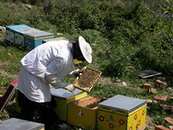 Beehives